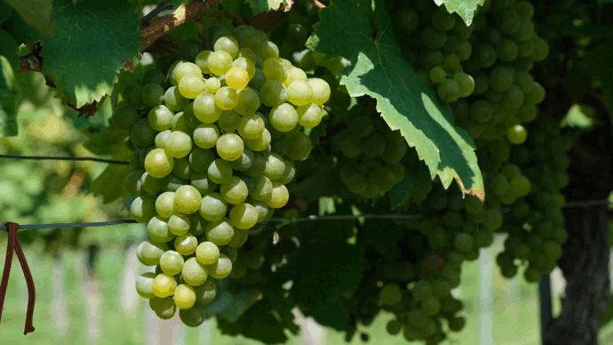 Vue du projet Au coeur des vignes